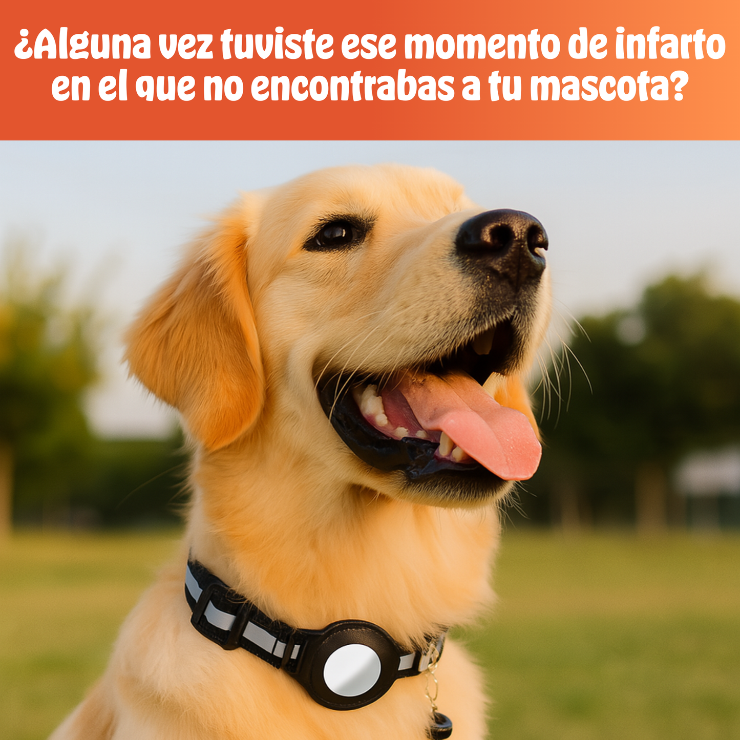 PetTag® | Seguridad Para tu Mascota, en Todo Momento y Lugar